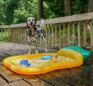 Summer Outdoor Shop