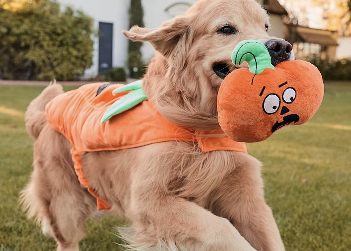 Halloween Thrill and Chills for Your Pet