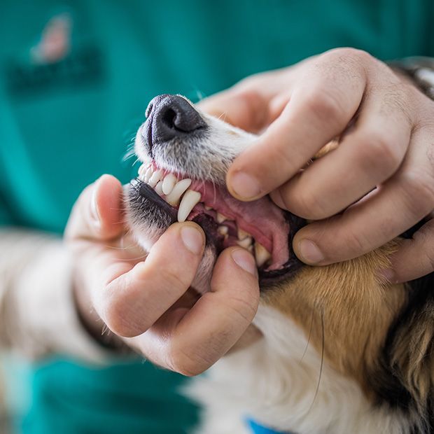 Pet Dental Month