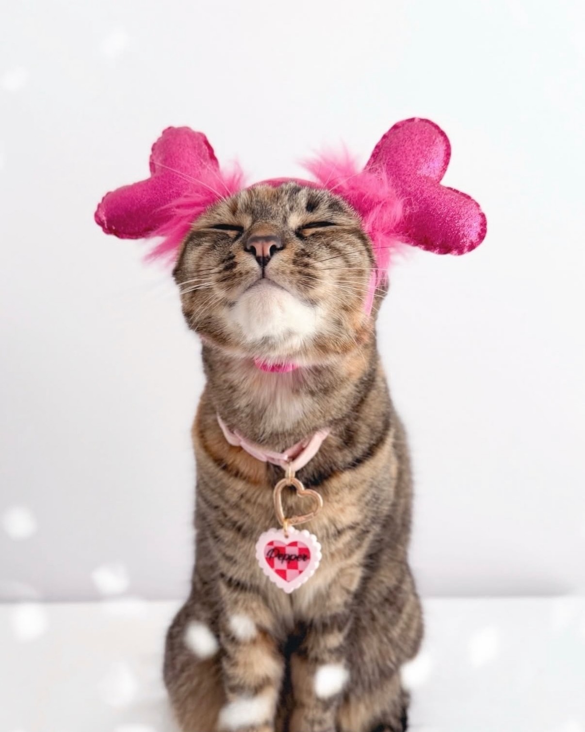 PetSmart Valentine’s Day Shop