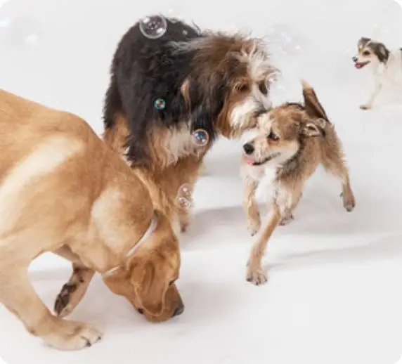 Doggie Day Camp