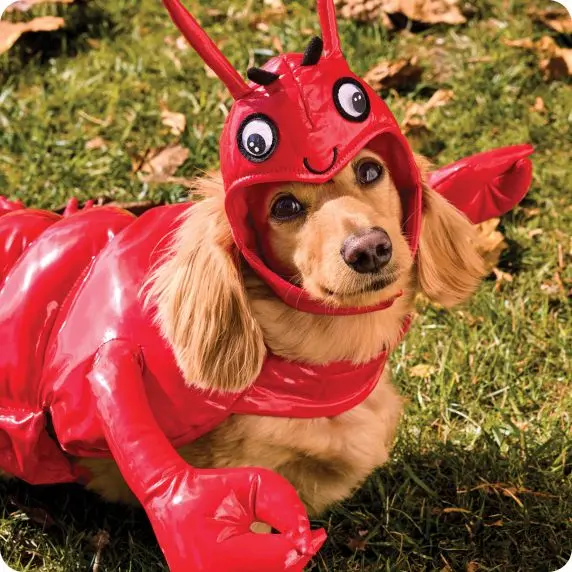 PetSmart Halloween Shop
