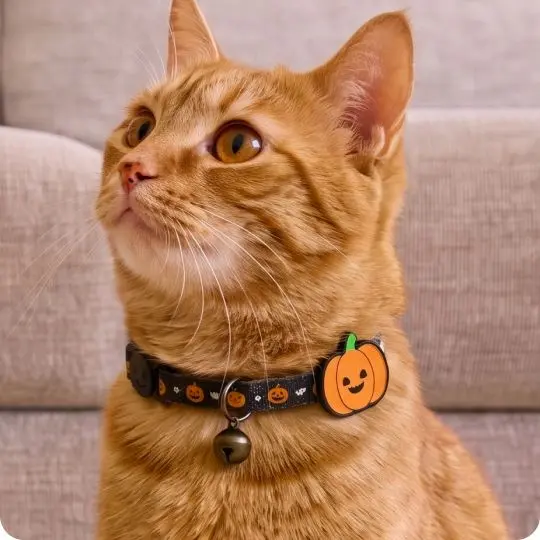 Pumpkin Cat Collar